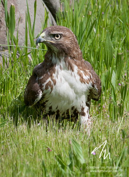 Red-tailed hawk (immature)